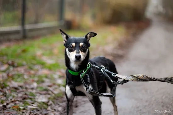 Pies do adopcji, Kraków, 28 sierpnia 2025 (2/4)