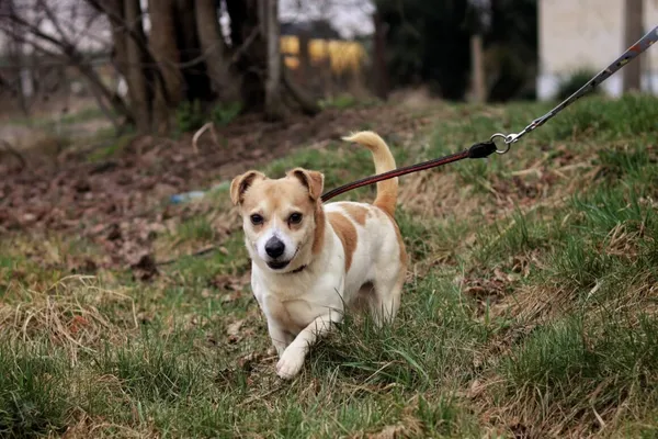 Pies do adopcji, Dłużyna Górna, 30 marca 2026 (1/5)