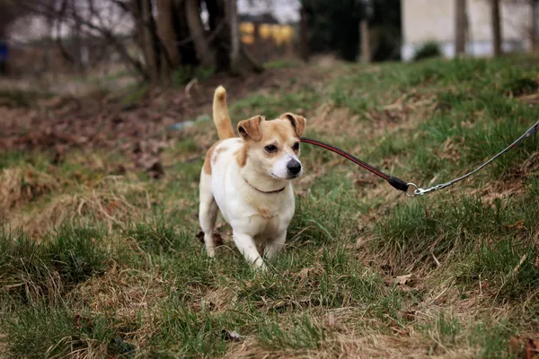 Pies do adopcji, Dłużyna Górna, 30 marca 2026 (2/5)