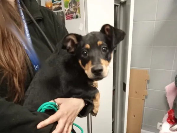 Znaleziono psa, Bydgoszcz, 28 marca 2026