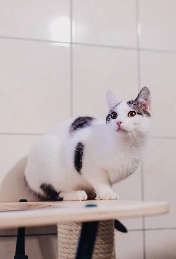 Kot do adopcji, Częstochowa, 6 lipca 2025 (2/5)