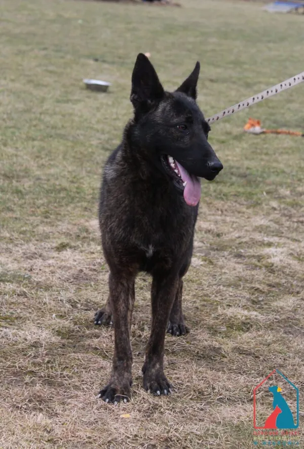 Pies do adopcji, Grudziądz, 11 marca 2026