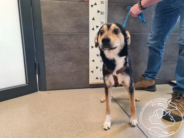 Znaleziono psa, Chełmek, 30 marca 2026