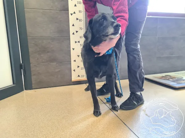 Znaleziono psa, Chełmek, 28 marca 2026