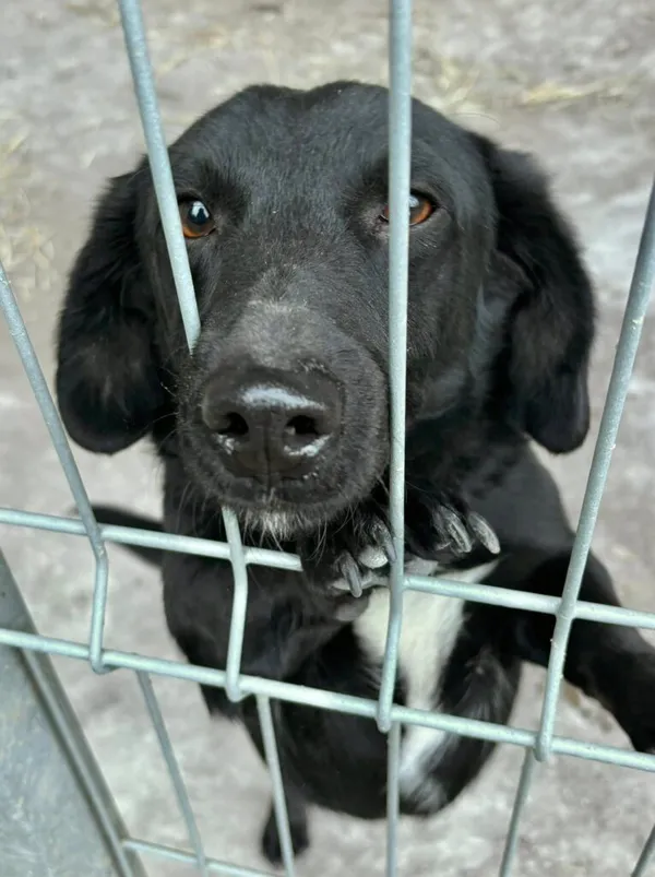 Pies do adopcji, Przyborówko, 30 marca 2026 (1/3)