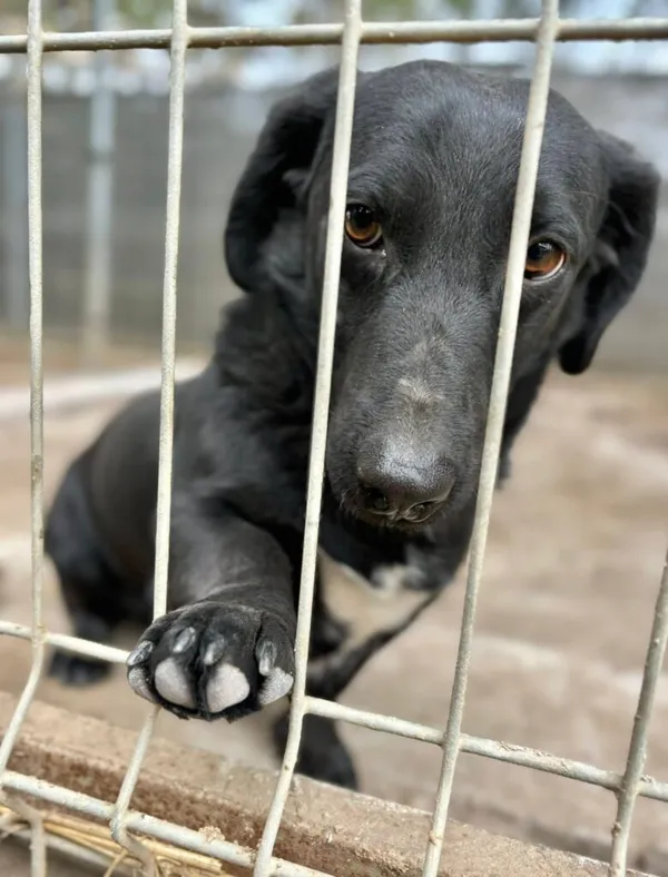 Pies do adopcji, Przyborówko, 30 marca 2026 (2/3)