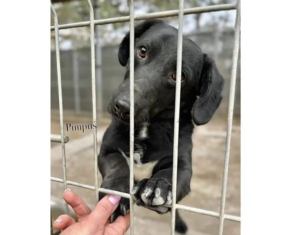 Pies do adopcji, Przyborówko, 30 marca 2026 (3/3)