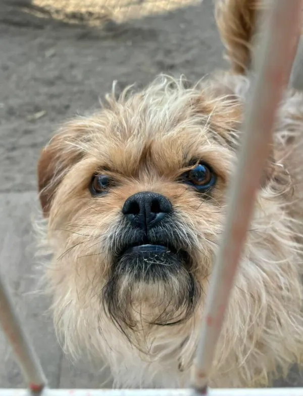 Pies do adopcji, Przyborówko, 30 marca 2026 (1/3)