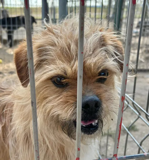 Pies do adopcji, Przyborówko, 30 marca 2026 (2/3)