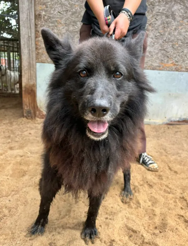 Pies do adopcji, Przyborówko, 30 marca 2026 (1/3)