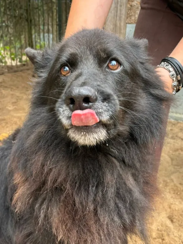 Pies do adopcji, Przyborówko, 30 marca 2026 (2/3)