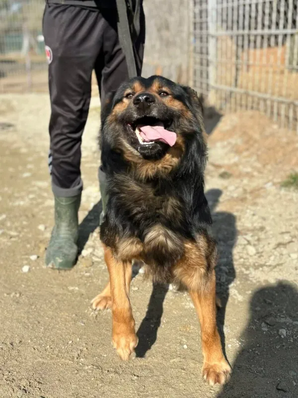 Pies do adopcji, Przyborówko, 30 marca 2026 (2/3)