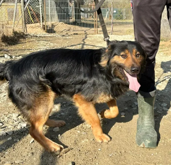 Pies do adopcji, Przyborówko, 9 czerwca 2026 (1/5)