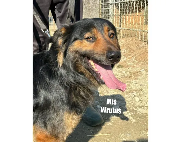Pies do adopcji, Przyborówko, 9 czerwca 2026 (3/5)