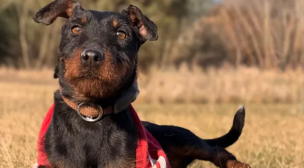 Pies do adopcji, Pieczyska, 30 marca 2026 (1/5)