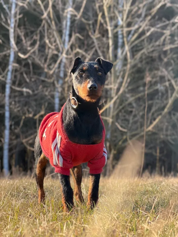 Pies do adopcji, Pieczyska, 30 marca 2026 (2/5)