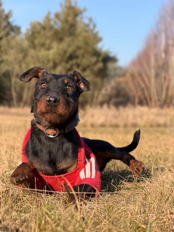 Pies do adopcji, Pieczyska, 30 marca 2026 (3/5)