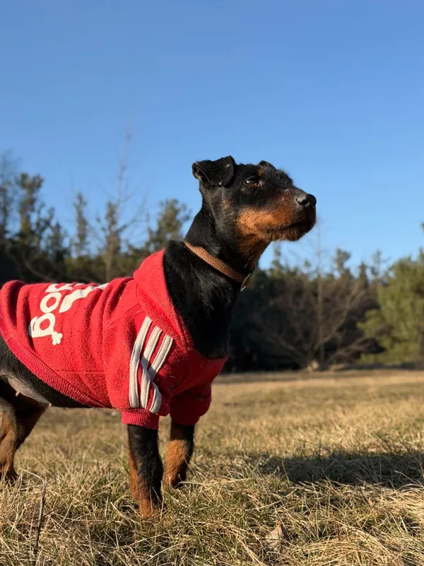 Pies do adopcji, Pieczyska, 30 marca 2026 (4/5)