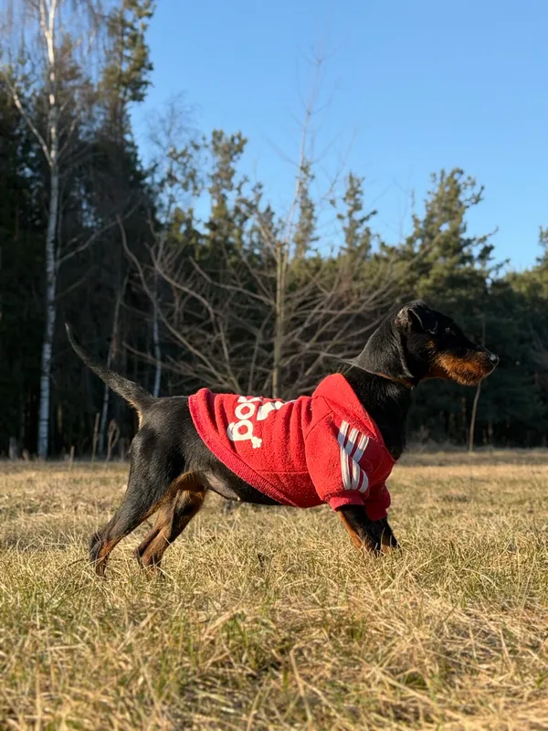 Pies do adopcji, Pieczyska, 30 marca 2026 (5/5)