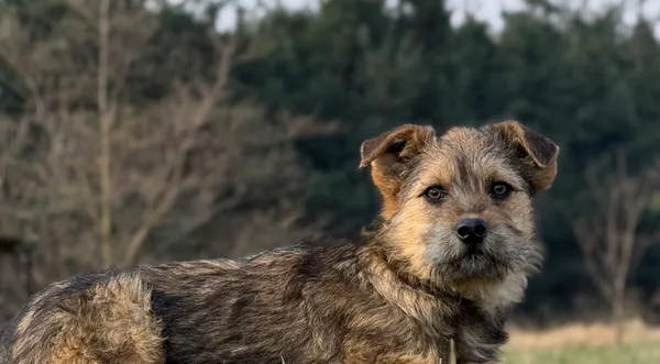 Pies do adopcji, Pieczyska, 30 marca 2026 (1/5)