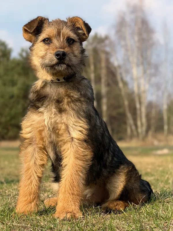 Pies do adopcji, Pieczyska, 30 marca 2026 (2/5)