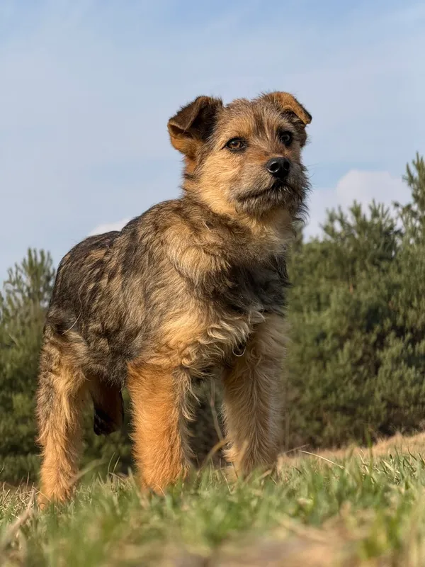 Pies do adopcji, Pieczyska, 30 marca 2026 (3/5)