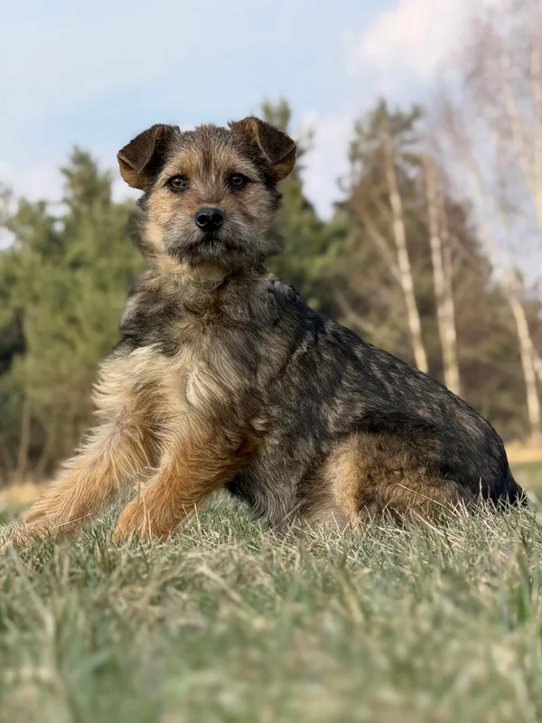 Pies do adopcji, Pieczyska, 30 marca 2026 (4/5)