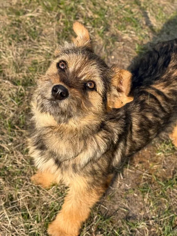 Pies do adopcji, Pieczyska, 30 marca 2026 (5/5)