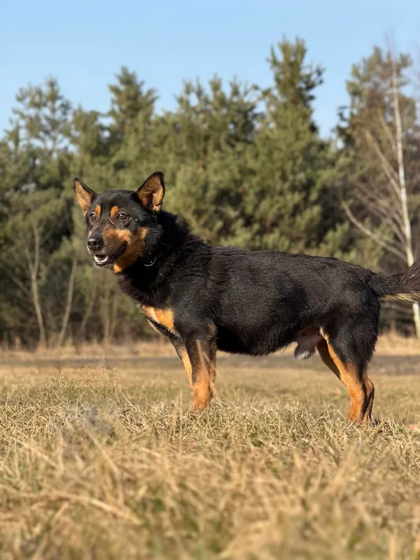 Pies do adopcji, Pieczyska, 30 marca 2026 (2/5)