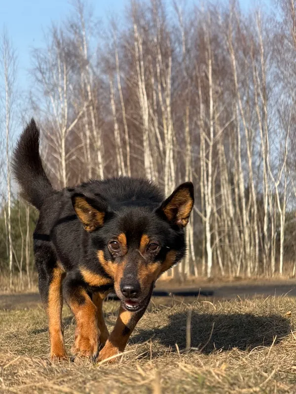 Pies do adopcji, Pieczyska, 30 marca 2026 (4/5)