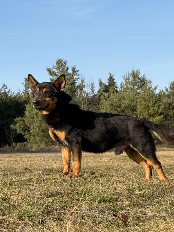 Pies do adopcji, Pieczyska, 30 marca 2026 (5/5)