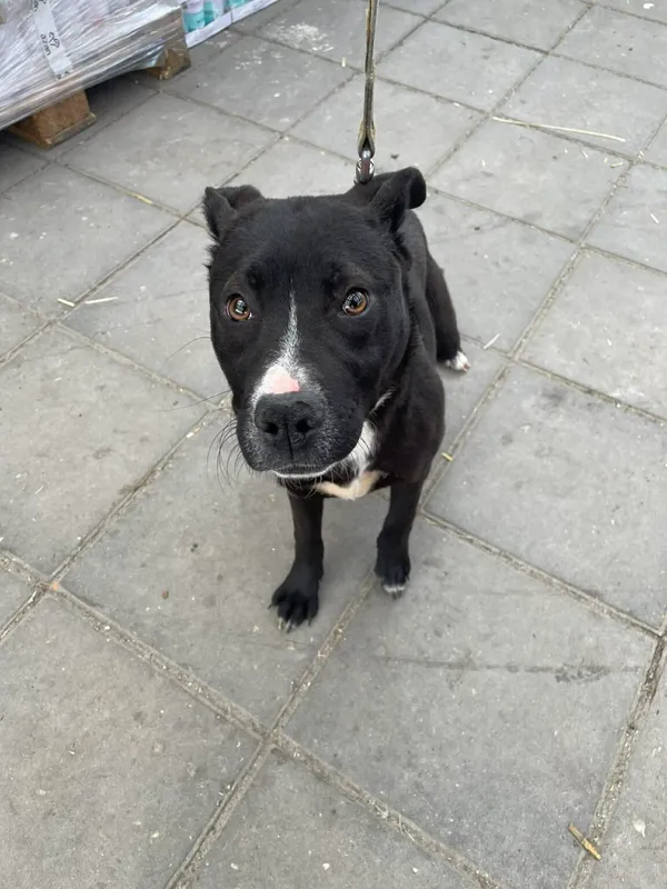 Pies do adopcji, Zgierz, 30 marca 2026 (1/4)