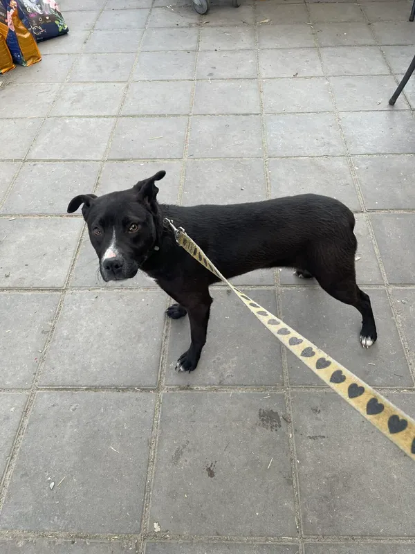 Pies do adopcji, Zgierz, 30 marca 2026 (3/4)