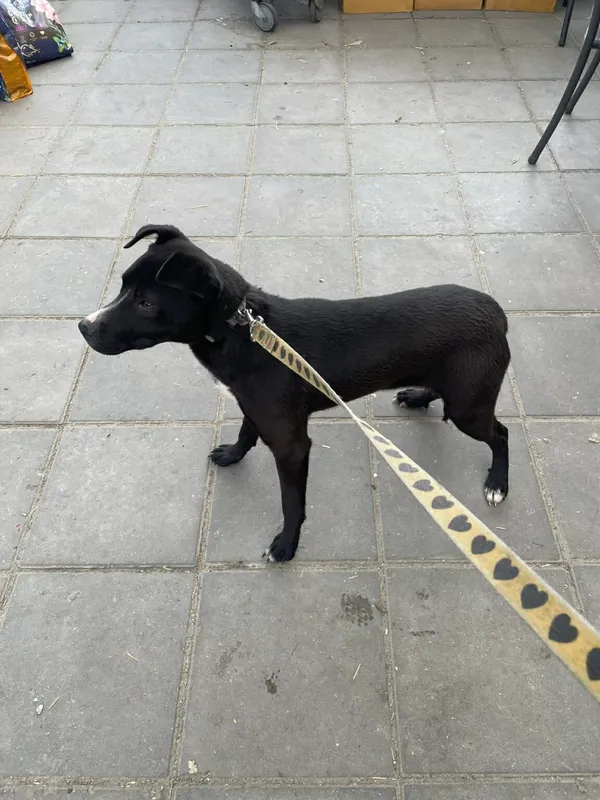 Pies do adopcji, Zgierz, 30 marca 2026 (2/4)