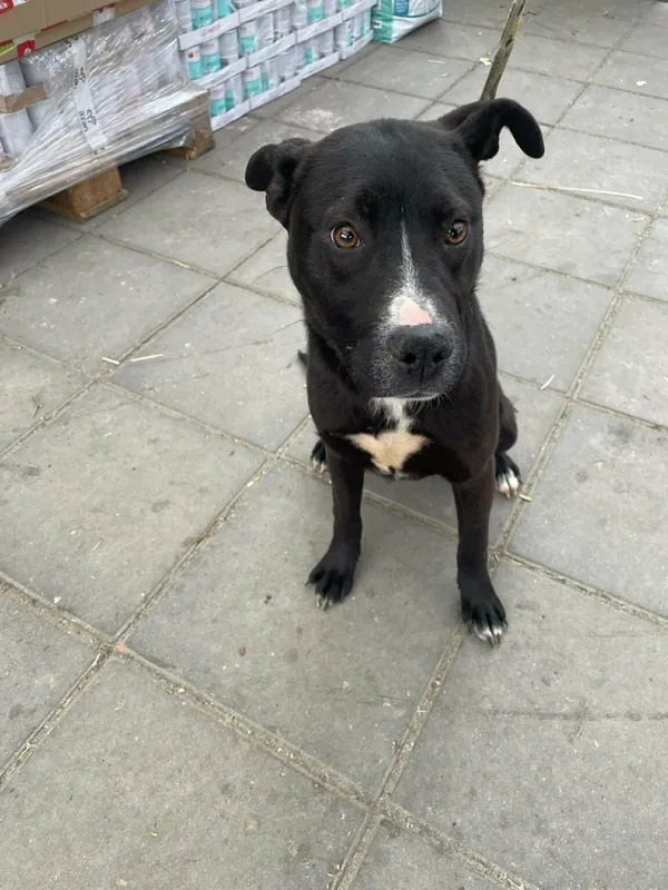 Pies do adopcji, Zgierz, 30 marca 2026 (4/4)