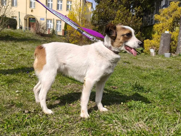 Pies do adopcji, Ropczyce, 30 marca 2026