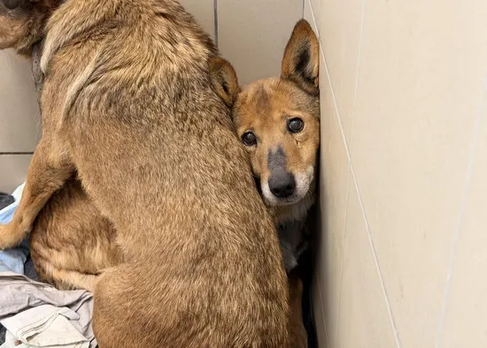 Pies do adopcji, Kraków, 16 marca 2026