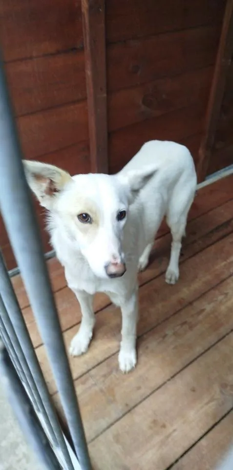 Pies do adopcji, Rytlów, 30 marca 2026 (1/2)