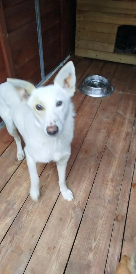 Pies do adopcji, Rytlów, 30 marca 2026 (2/2)