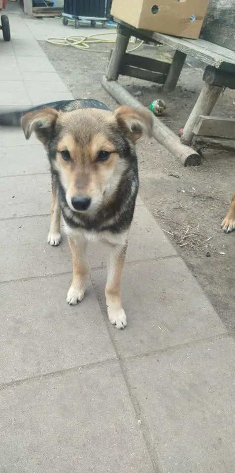 Pies do adopcji, Rytlów, 30 marca 2026 (1/2)