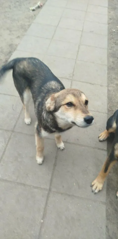 Pies do adopcji, Rytlów, 30 marca 2026 (2/2)