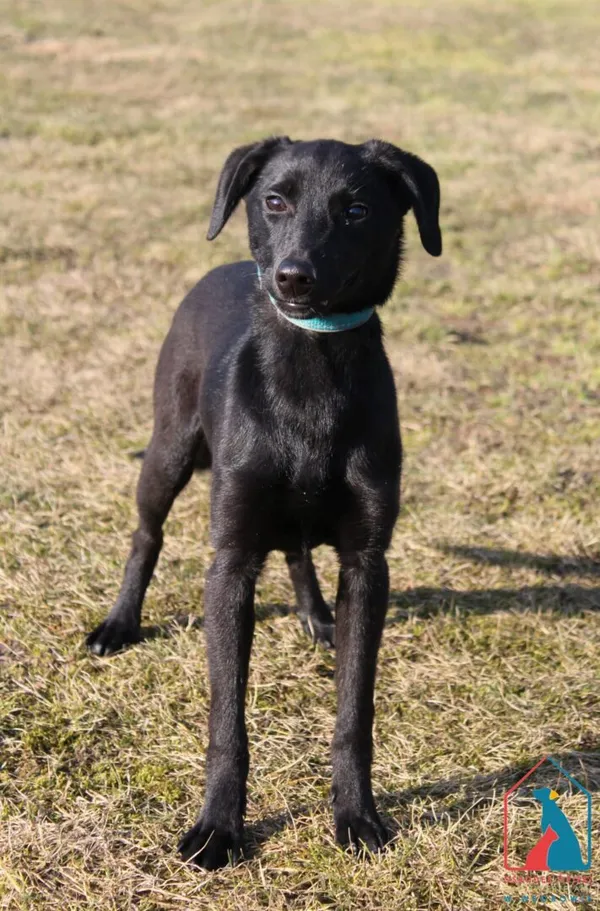 Pies do adopcji, Grudziądz, 9 marca 2026