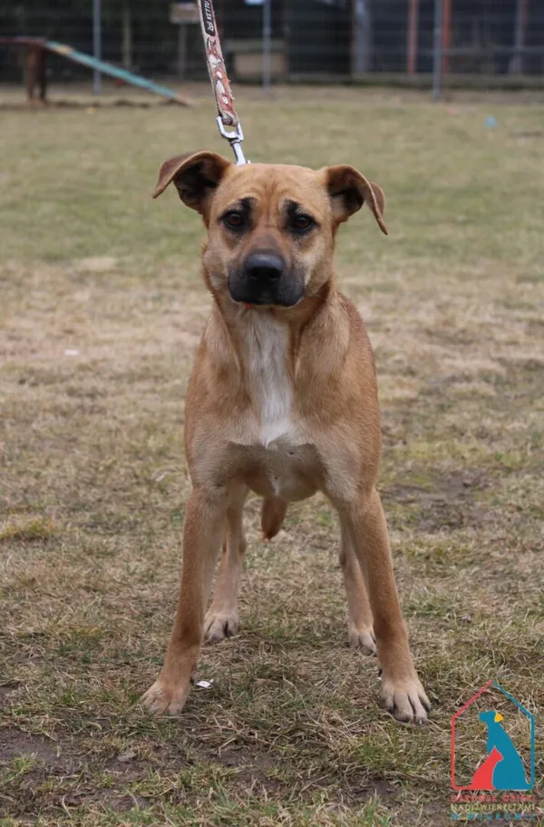 Pies do adopcji, Grudziądz, 10 marca 2026