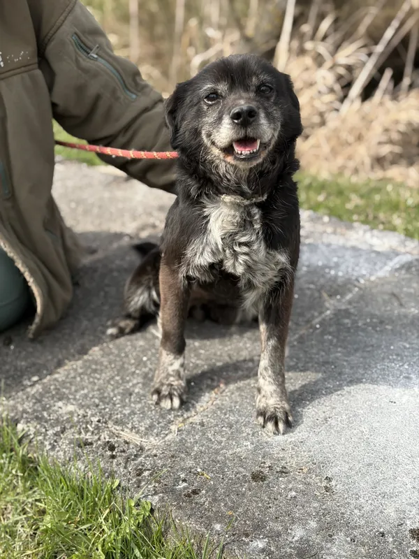 Pies do adopcji, Bełchatów, 28 stycznia 2026 (3/5)