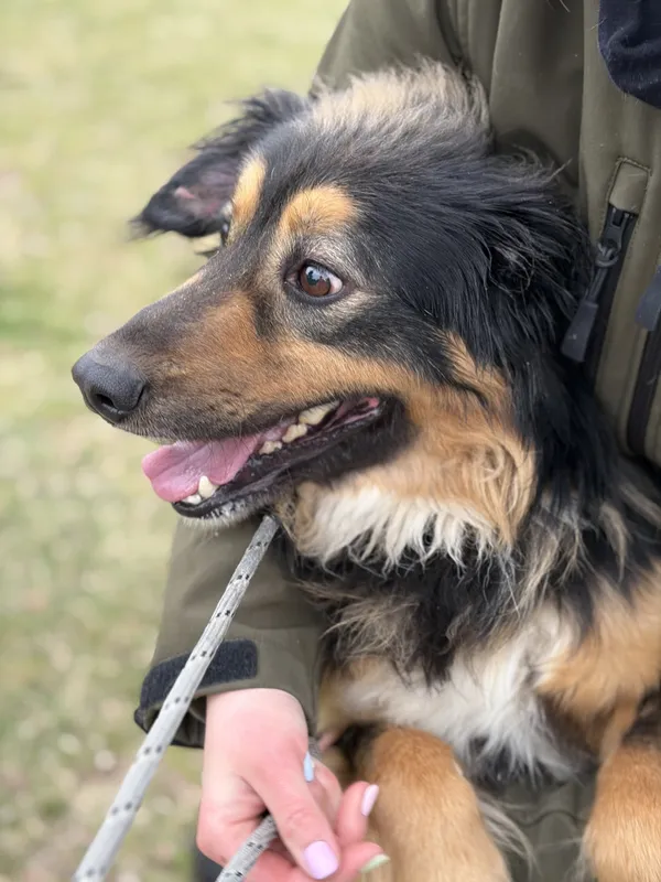 Pies do adopcji, Bełchatów, 17 lutego 2026 (3/5)