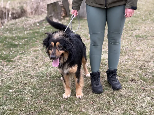 Pies do adopcji, Bełchatów, 17 lutego 2026 (4/5)