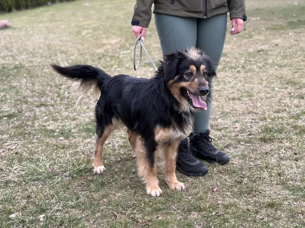 Pies do adopcji, Bełchatów, 17 lutego 2026 (5/5)