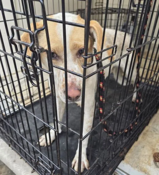 Znaleziono psa, Radom, 30 marca 2026