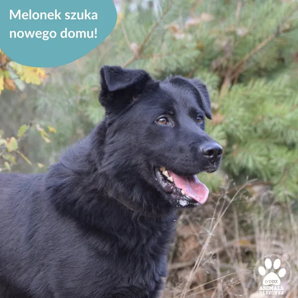 Pies do adopcji, Dąbrówka, 31 marca 2026 (1/2)