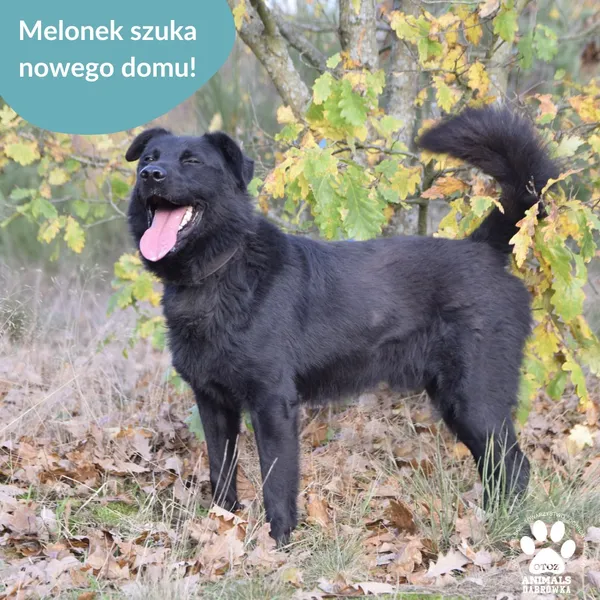 Pies do adopcji, Dąbrówka, 31 marca 2026 (2/2)